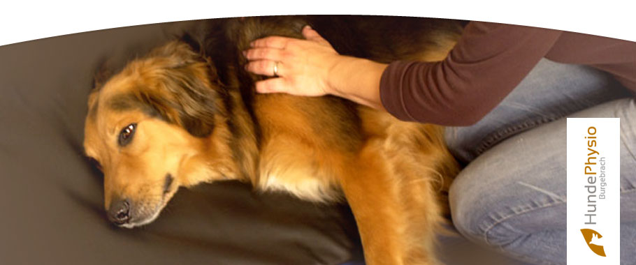 Wellness für Hunde Hundephysio Burgebrach